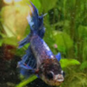 Meet your Posher, Dan